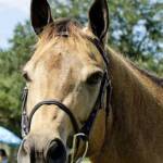 Not So Plain Jane aka Shadow...2004 AQHA mare...15h...Wonderful with beginners...Fun and challenging for intermediate to advanced riders!