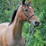 Prada...1999 TB mare...16.1h... From beginner to advanced riders...she is  gentle and kind!