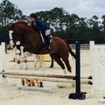 Stuart aka Good News...2006 APH Gelding...17.1h...Fancy, comfy, and quiet!